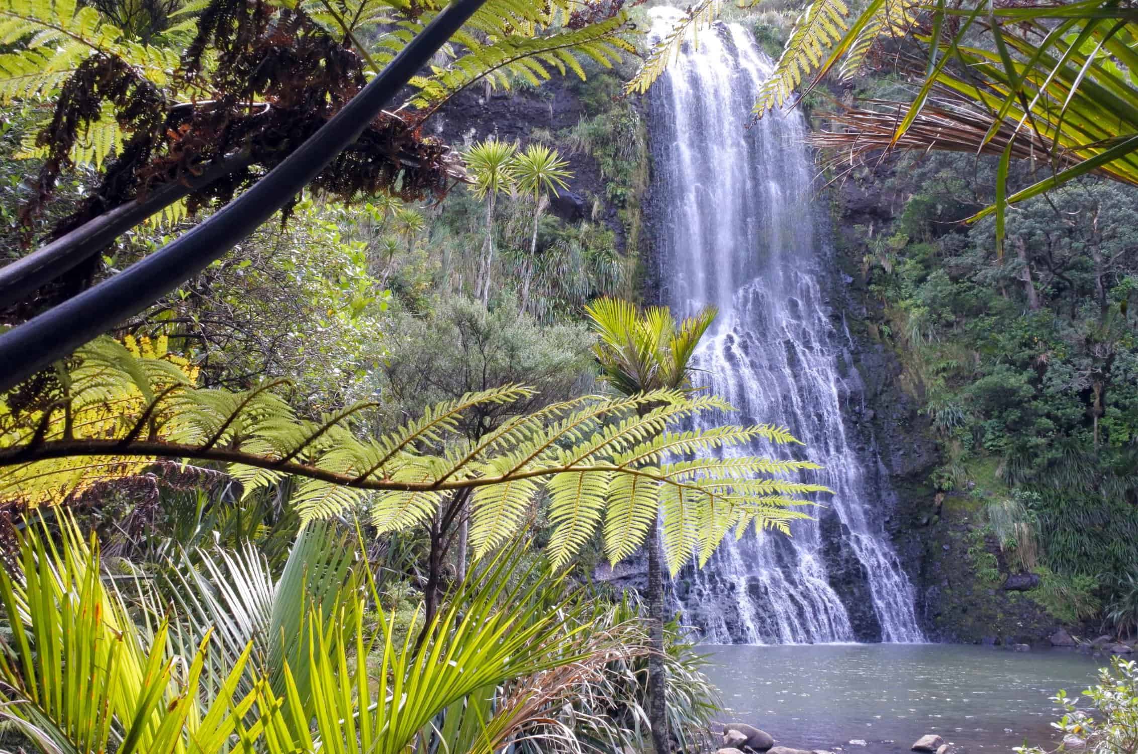 Karekare Falls tumbling through native bush and tree ferns in the Waitākere Ranges